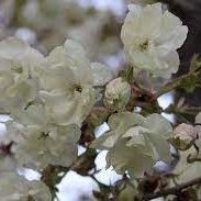 Photo of Prunus 'Ukon'
