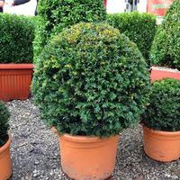 Photo of Taxus baccata ball 40cm