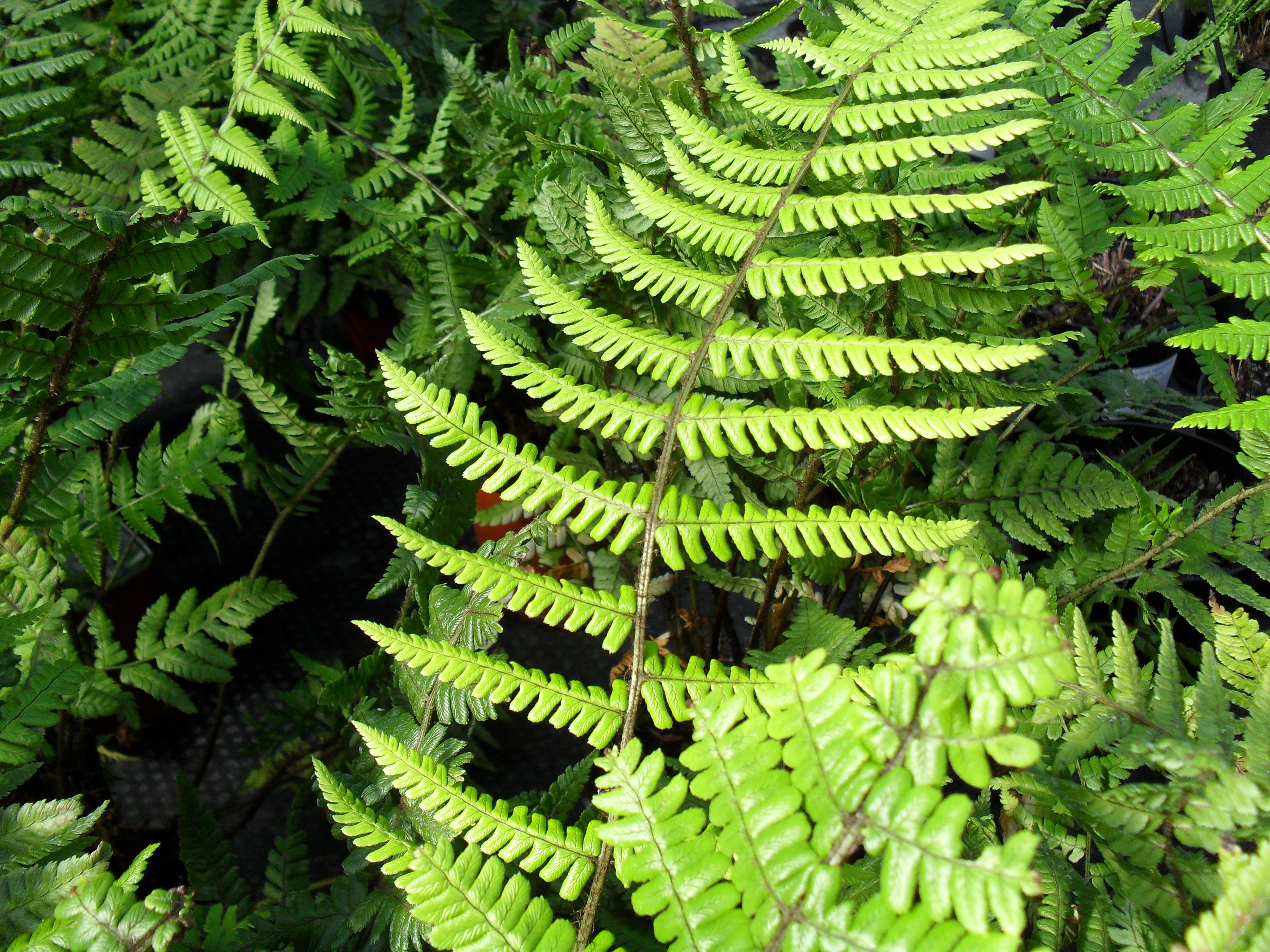 Ferns