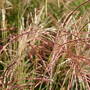 Grasses