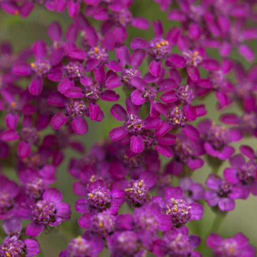 Achillea millefolium 'Cerise Queen'