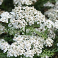 Achillea ptarmica 'The Pearl'