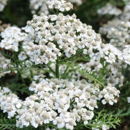 Achillea ptarmica 'The Pearl'