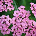 Achillea 'Lilac Beauty'