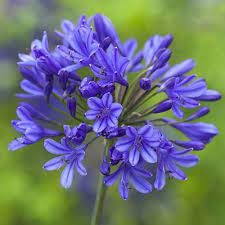 Agapanthus 'Brilliant Blue'