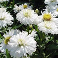 Aster novi-belgii 'White Ladies'