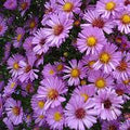 Aster novi-belgii 'Lady in Blue'