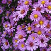 Aster novi-belgii 'Lady in Blue'