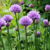 Chives