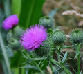 Cirsium rivulare 'Atropurpureum'