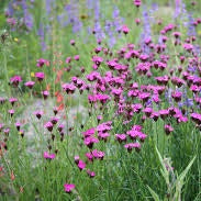 Dianthus carthusianorum