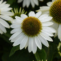 Echinacea 'White Swan'