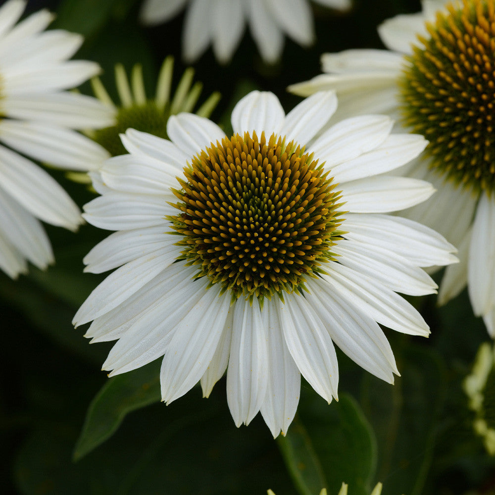 Echinacea 'White Swan'