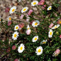 Erigeron karvinskianus