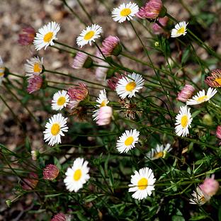 Erigeron karvinskianus