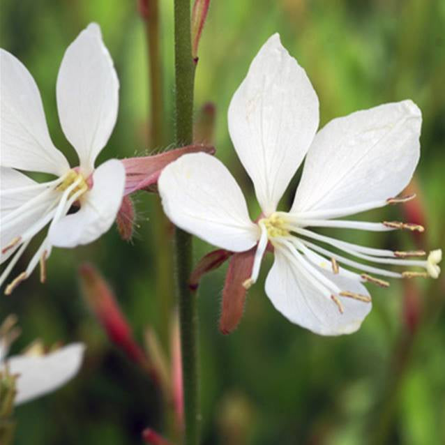 Gaura lindheimeri 'Whirling Butterflies'