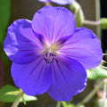 Geranium 'Orion'