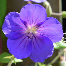 Geranium 'Orion'