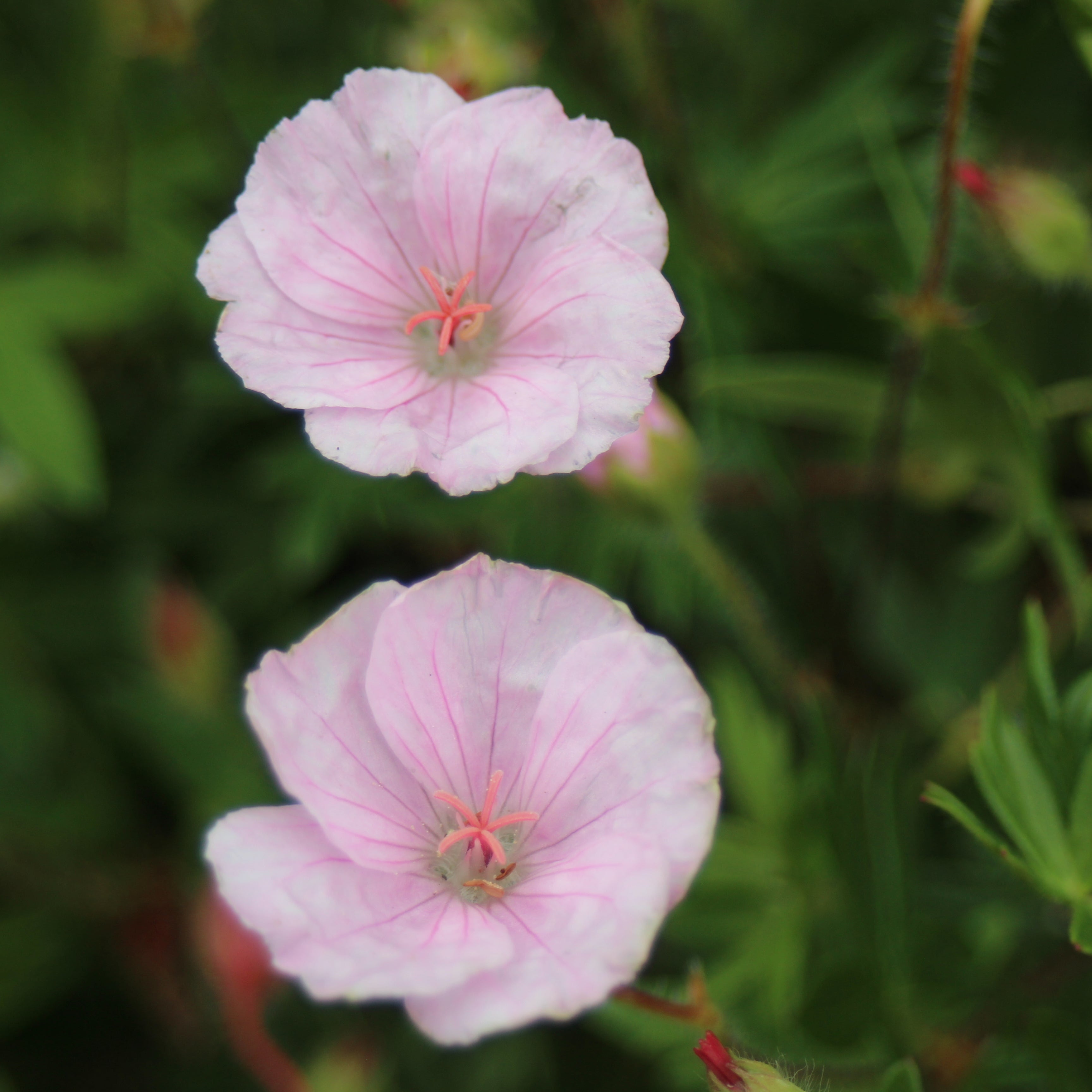 Geranium sanguineum var. striatum