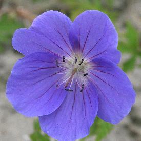 Geranium 'Brookside'