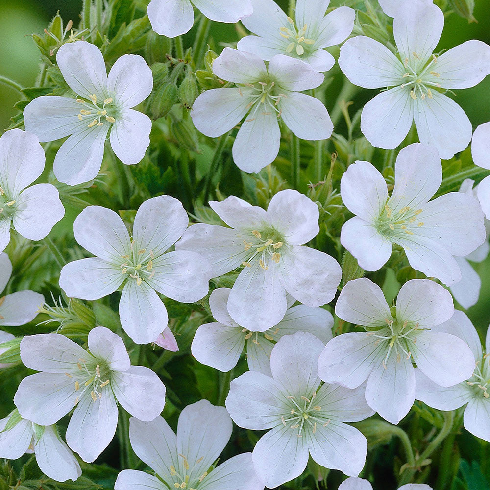 Geranium sanguenium 'Album'