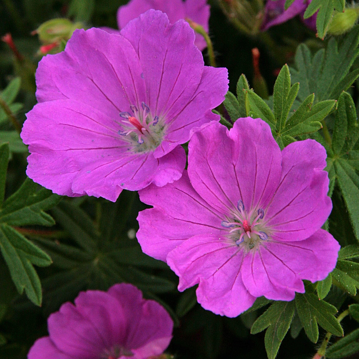 Geranium sanguineum 'Max Frei'