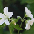 Geranium sylvaticum 'Album'