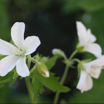 Geranium sylvaticum 'Album'