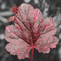 Heuchera 'Midnight Rose'