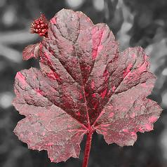 Heuchera 'Midnight Rose'