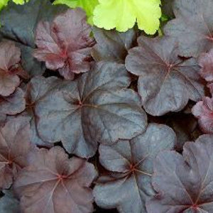 Heuchera 'Obsidian'