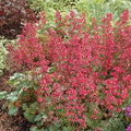 Heuchera 'Paris'