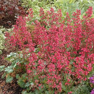 Heuchera 'Paris'