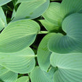 Hosta 'Halcyon'