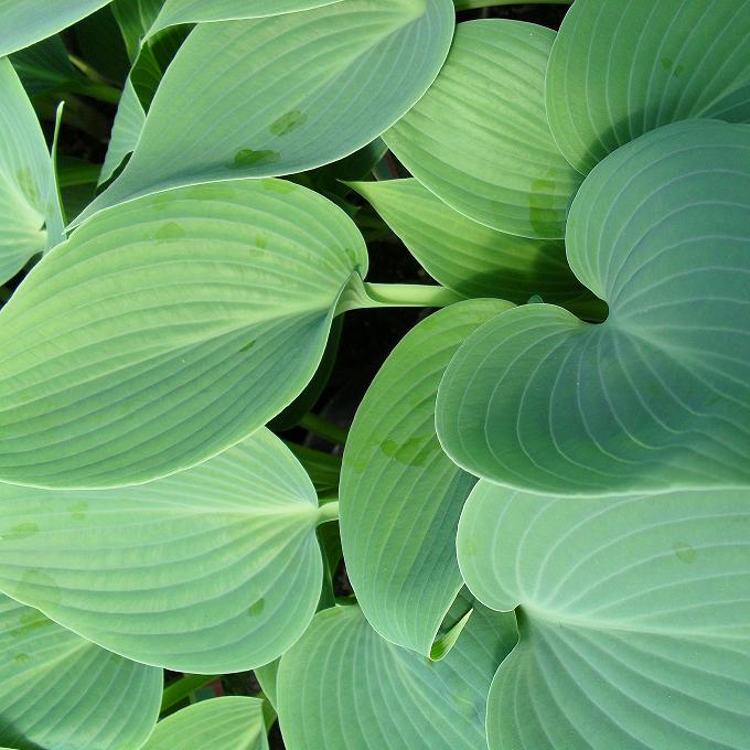 Hosta 'Halcyon'