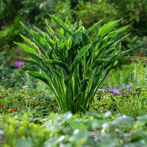 Hosta 'Praying Hands'