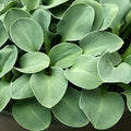 Hosta 'Blue Mouse Ears'