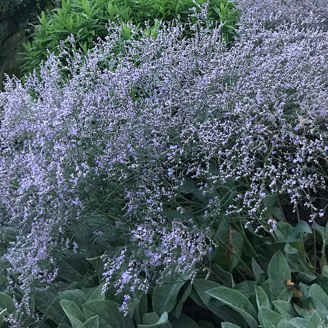 Limonium latifolium