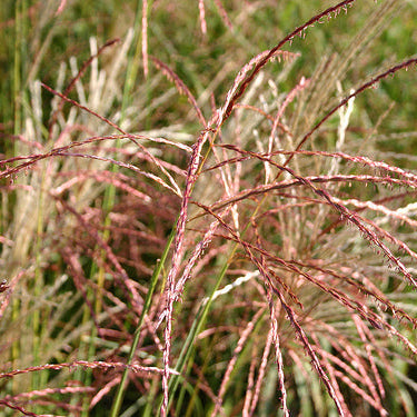 Miscanthus sinensis 'Ferner Osten'