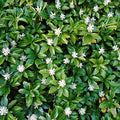 Pachysandra terminalis 'Green Carpet'