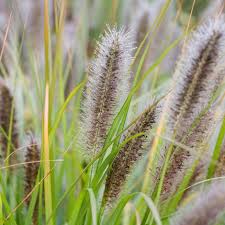 Pennisetum alopecuroides 'Hameln'