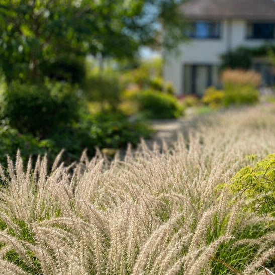 Pennisetum orientale