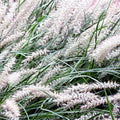 Pennisetum orientale