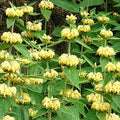 Phlomis russeliana