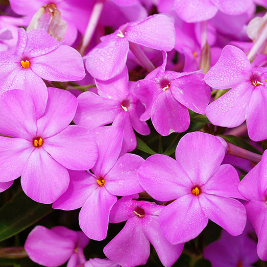 Phlox 'Forever Pink'