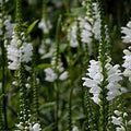 Physostegia virginiana 'Alba'