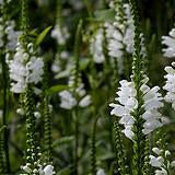 Physostegia virginiana 'Alba'