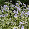 Polemonium reptans 'Stairway to Heaven'