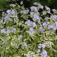 Polemonium reptans 'Stairway to Heaven'