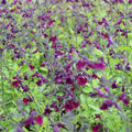 Salvia 'Nachtvlinder'